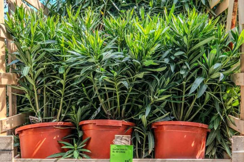 création d'un site web et séances de photographie d'un magasin de jardinage à Muret